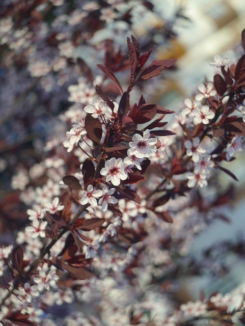 Kirsche, Blume, Garten, Blühen, Blüte