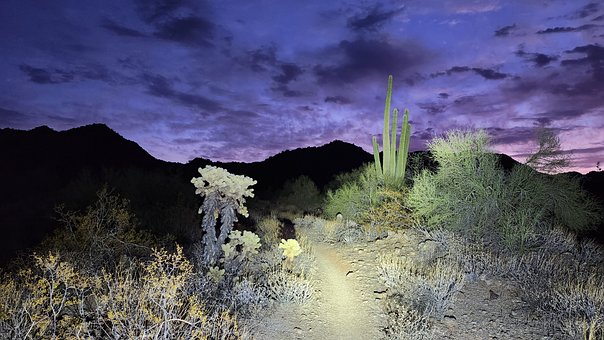 Woestijn, Cactus, Sunrise, Landschap
