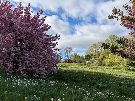 Free Spring Nature photo and picture