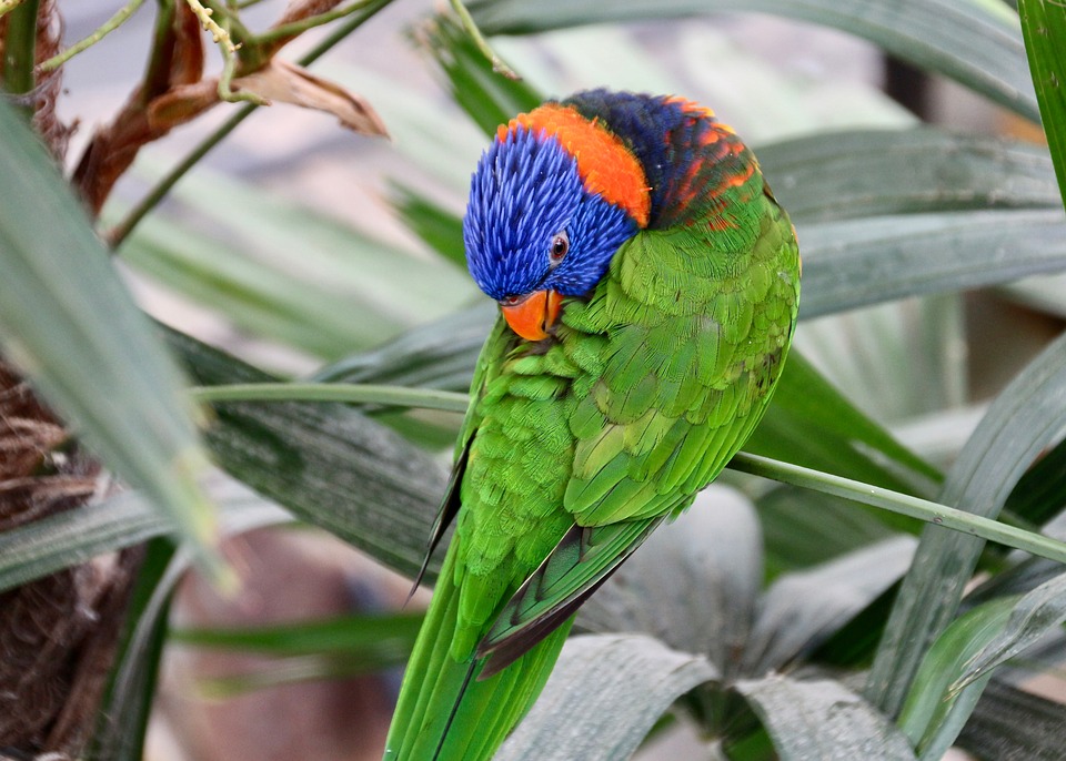 Rainbow Lorikeet Parrot Bird Free Photo On Pixabay rainbow-lorikeet-parrot-bird-free-photo-on-pixabay