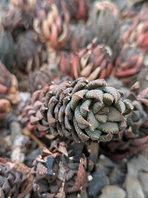 Free Cactus Cacti photo and picture