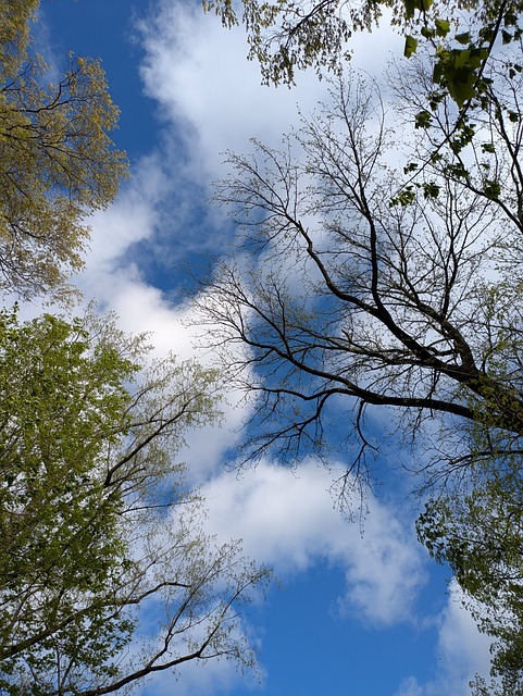 Free Sky Blue Sky photo and picture