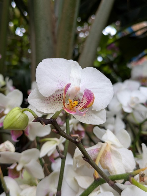Free Flowers Spring photo and picture