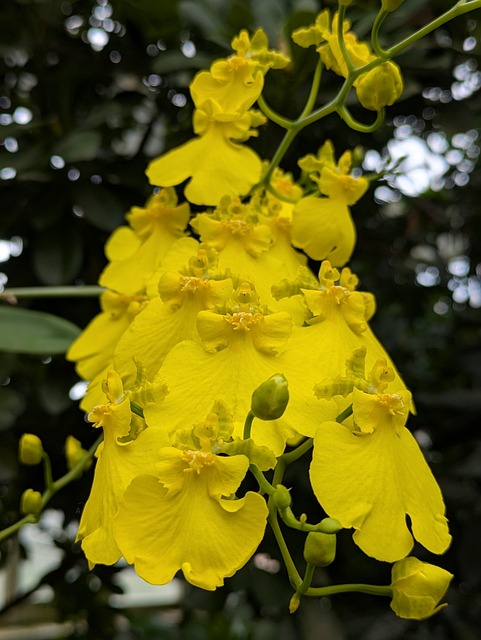 Free Flowers Spring photo and picture