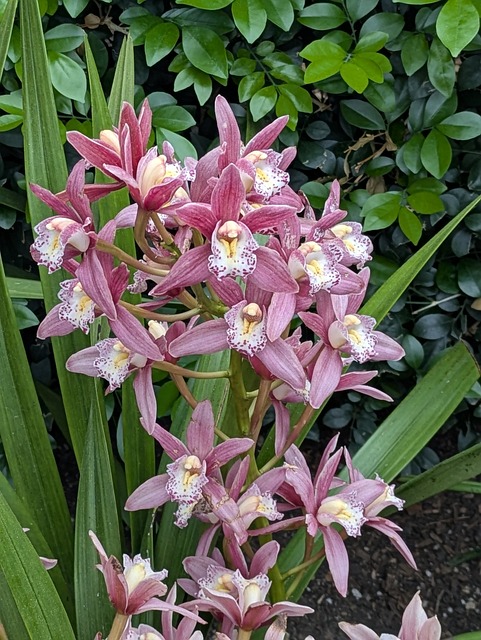 Free Flowers Spring photo and picture