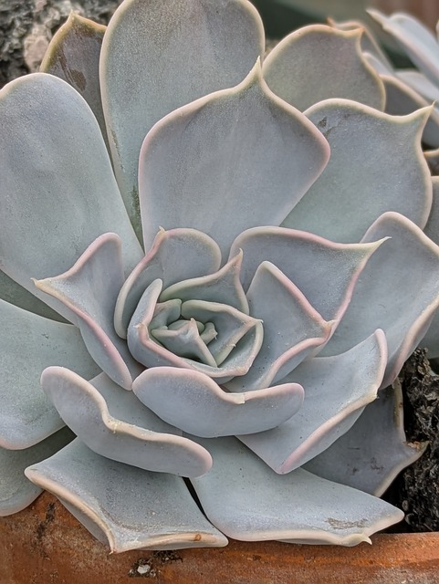 Free Cactus Cacti photo and picture