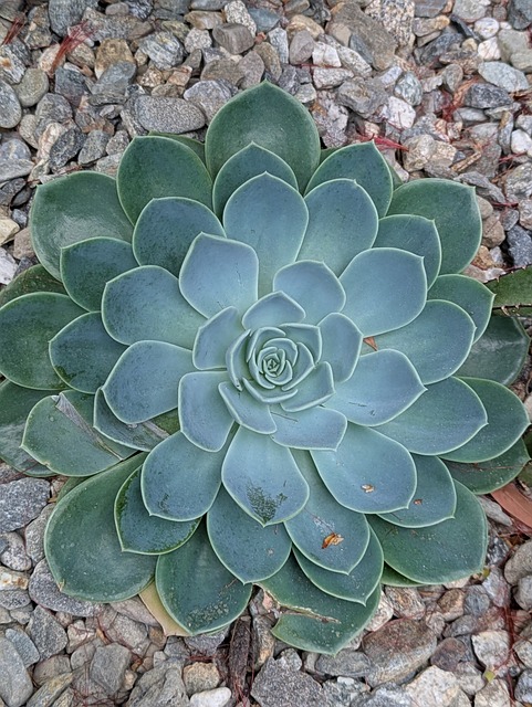Free Cactus Cacti photo and picture
