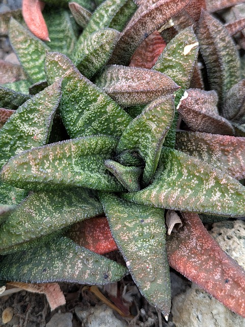 Free Cactus Cacti photo and picture