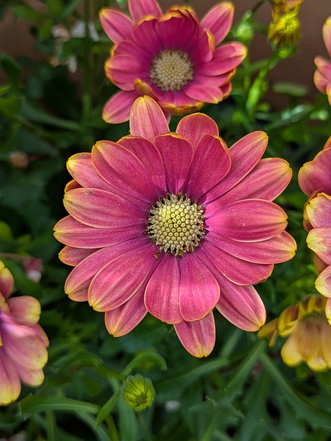 Free Flowers Spring photo and picture