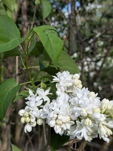 Free Flowers Spring photo and picture