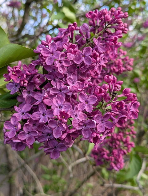 Free Flowers Spring photo and picture