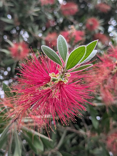 Free Flowers Spring photo and picture