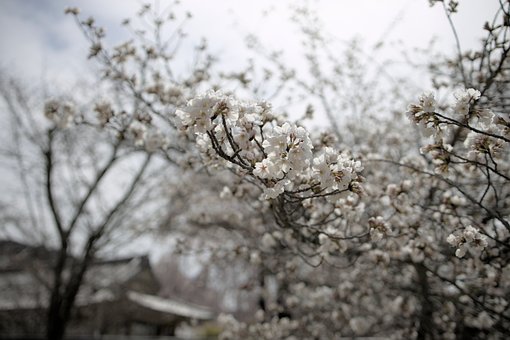 Kirsebær, Blomster, Forår, Hvid