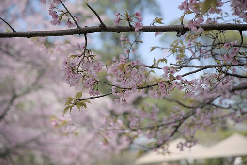Kirsebær, Blomster, Forår, Blomstre