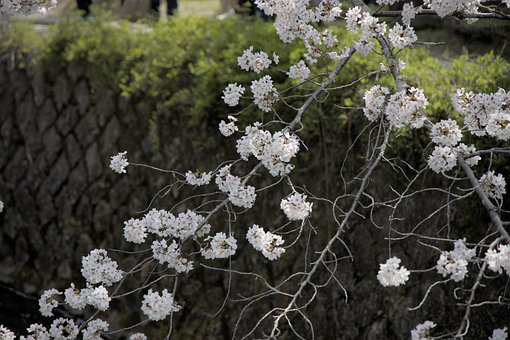 Kirsebær, Blomster, Forår, Hvid