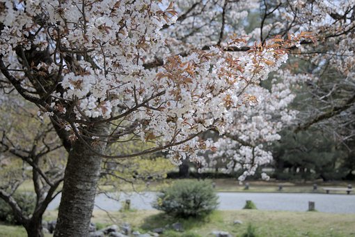 Kirsebær, Blomster, Sø, Natur, Landskab