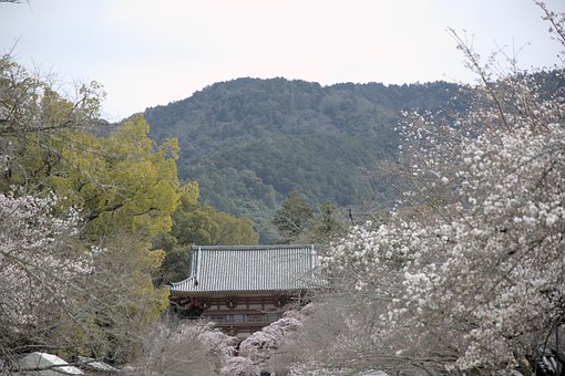 Kirsebær, Blomster, Natur, Landskab
