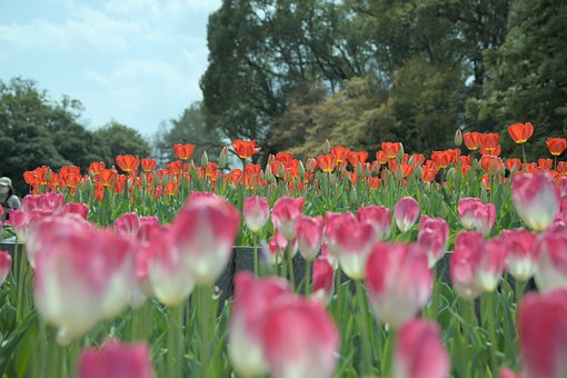 Natur, Forår, Blomstre, Kronblade, Flora