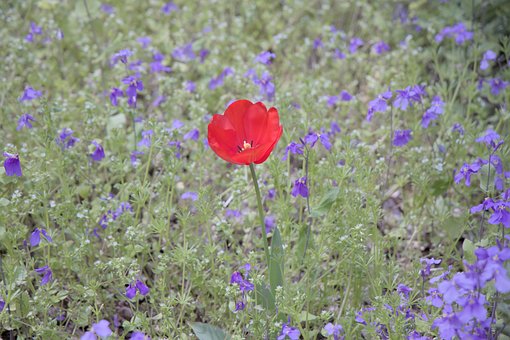 Natur, Forår, Blomstre, Kronblade, Flora