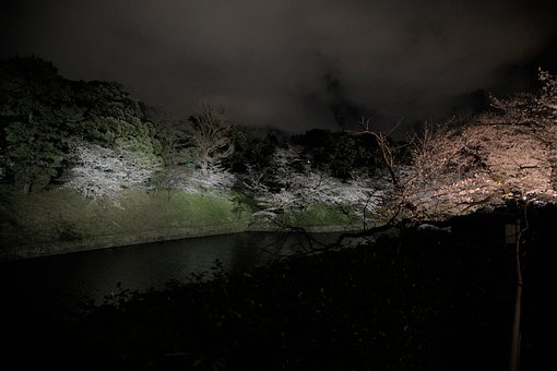 Kirsebær, Blomster, Sø, Natur, Landskab