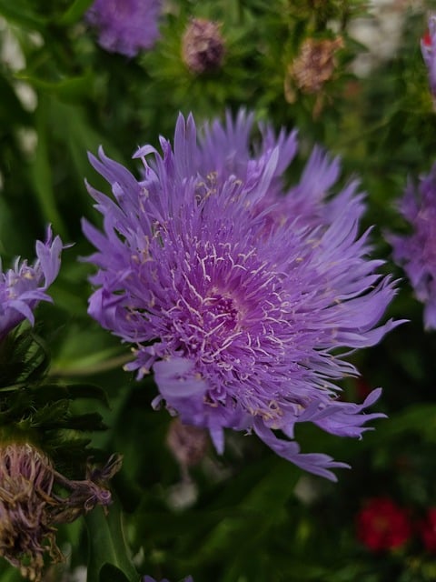 Free Aster Flower photo and picture