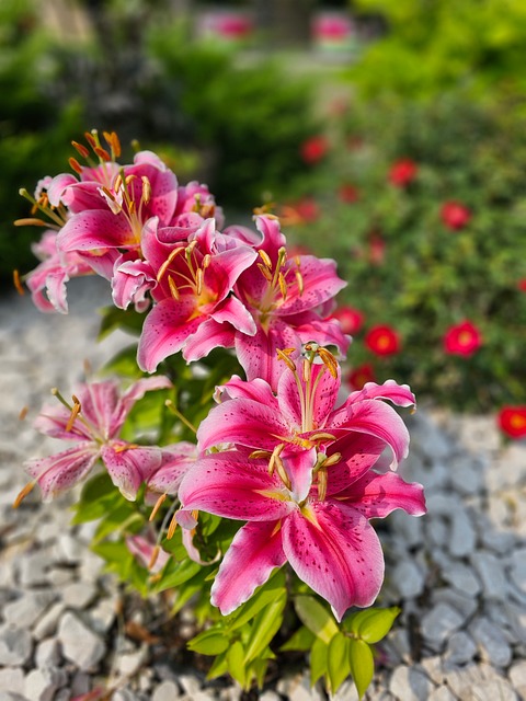 Free Lilium Lily photo and picture