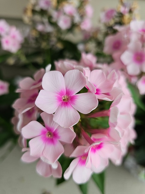 Free Garden Phlox Bright Eyes photo and picture