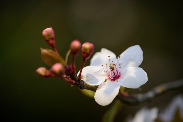 purple leaf plum, flowers, nature, stamen, bud, branch, flower background, natural, outdoor, beautiful flowers, flower wallpaper, close up