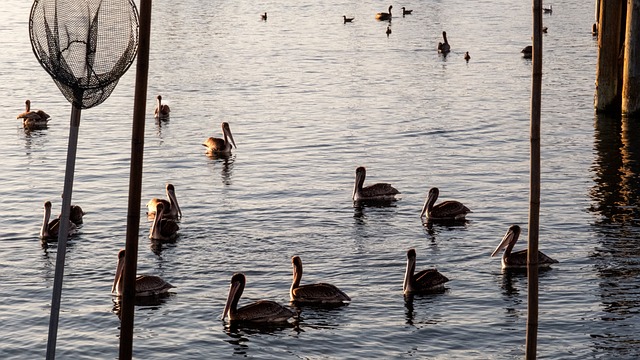 Free Morro Bay Harbor photo and picture