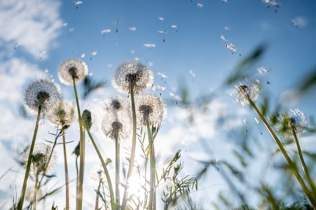 Download free HD stock image of Dandelion Flower Background Free Dandelion Flower Background photo and picture
