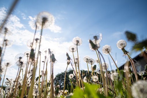 Mælkebøtte, Eng, Blomst, Forår, Frø