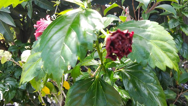 Free Leaf Plant photo and picture