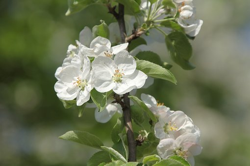 Free Apple Blossom Apple photo and picture