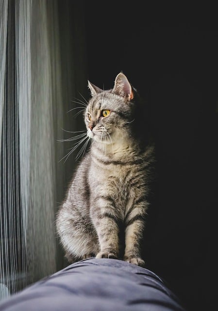 cat, pet, animal, nature, domestic cat, feline, portrait, mammals, cat portrait, kitten