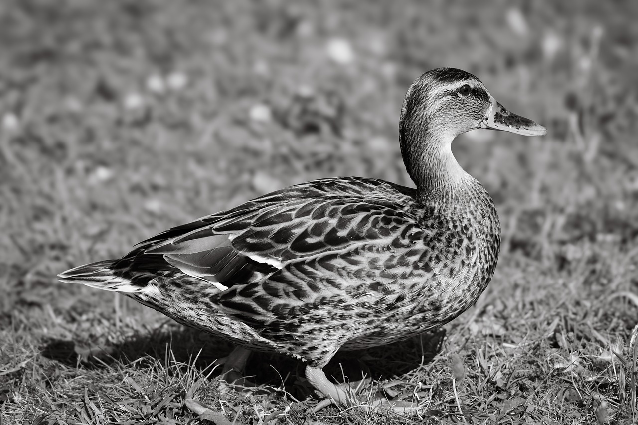 Pato Picture Pato Real Naturaleza Ave - Foto gratis en Pixabay