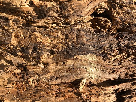 Træ, Struktur, Natur, Brun, Bark