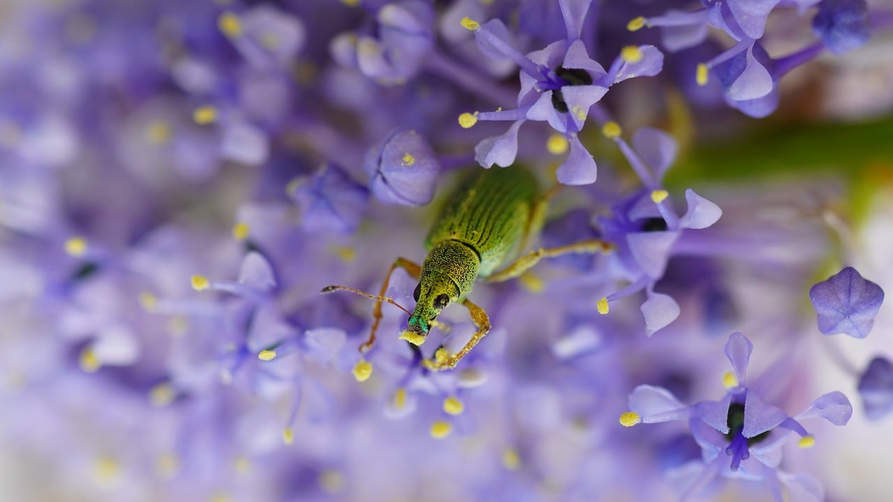 Beetle - free online jigsaw puzzle photo
