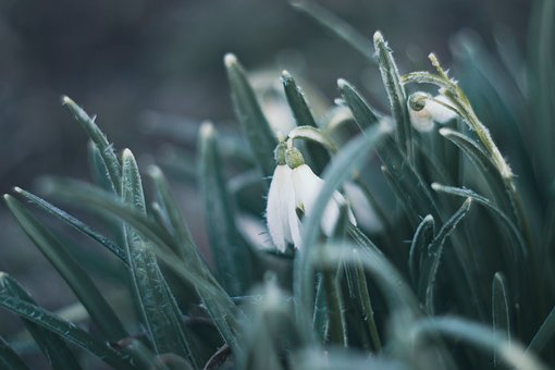 Blume, Schneeglöckchen, Feder, Natur