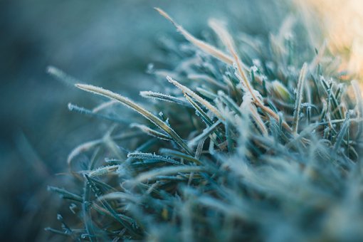 Gras, Grün, Pflanze, Schnee, Eis, Morgen