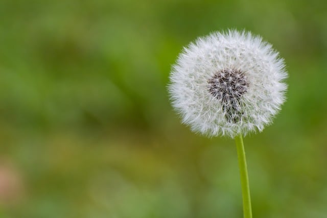 Dandelion Seeds Close Up Free Photo On Pixabay Dandelion 9571370 640