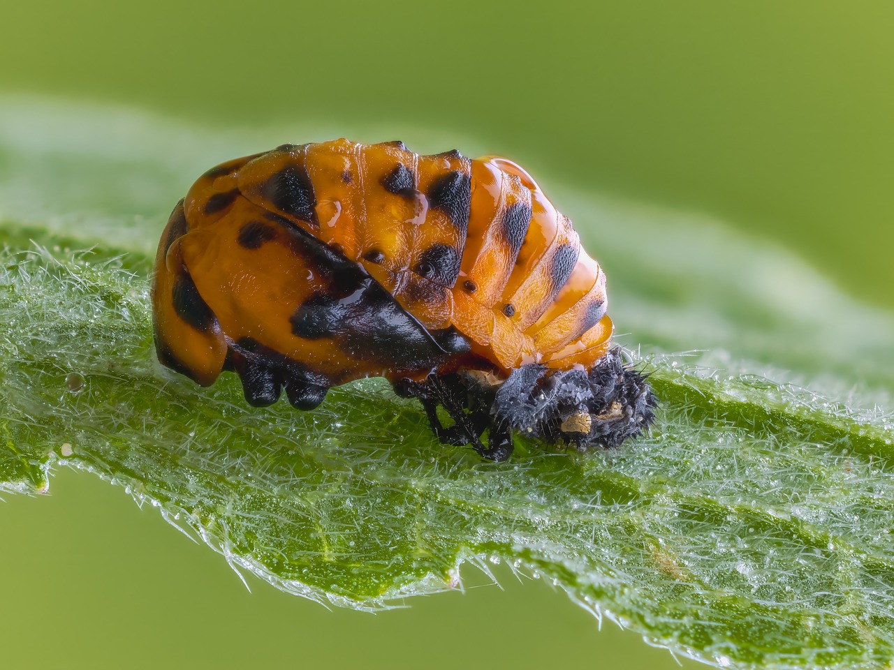 Lulaby Insect Ladybug Pupa Insect - Free photo on Pixabay