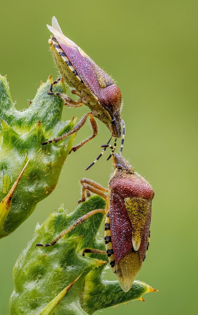 Stink Bug Nature - Free photo on Pixabay