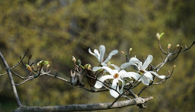 Free Magnolia Nature photo and picture