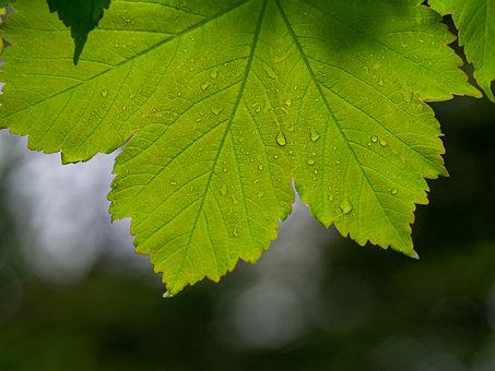 Free Nature Backlit photo and picture