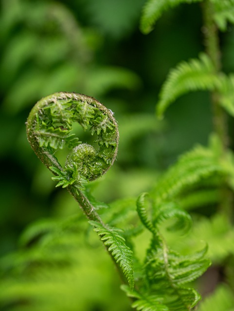 Free Fern Leaf photo and picture