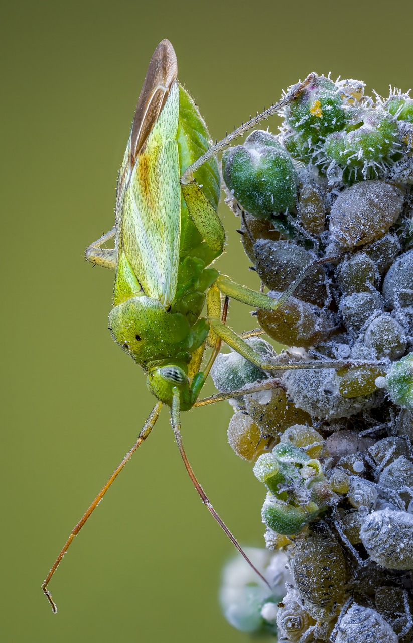 Bug Insect Green - Free photo on Pixabay