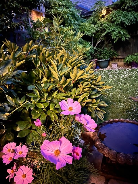 Free Night Garden photo and picture