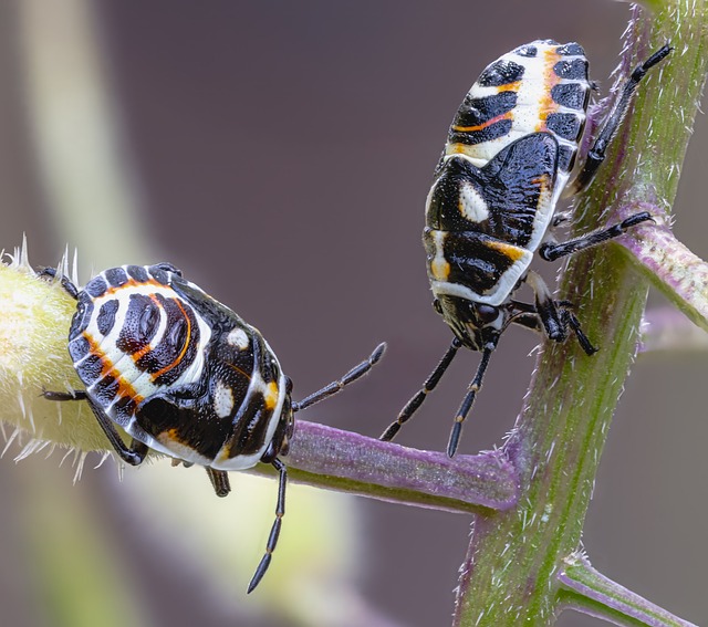 Larva Insect Bug - Free photo on Pixabay