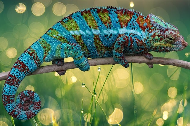 Free chameleon animal nature illustration
