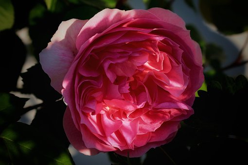 Free Rose Flower Background photo and picture